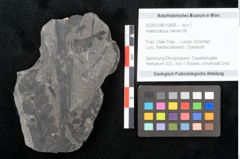 Foto (Objekt + Etikett) von Asterocarpus meriani Br. (NHMW-GEO-2024-0188-10499)